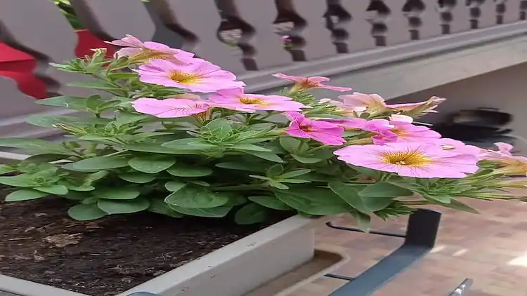 Apartment in Dieffenthal