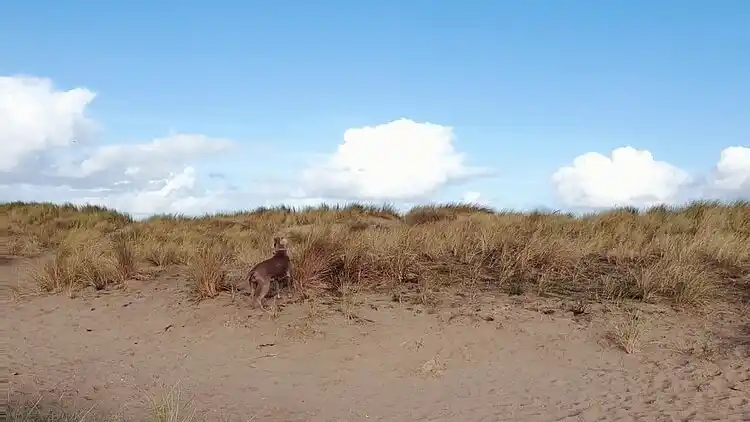 Sommerhus i Breskens