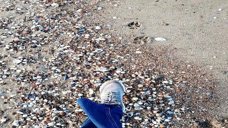 Sommerhus i Breskens