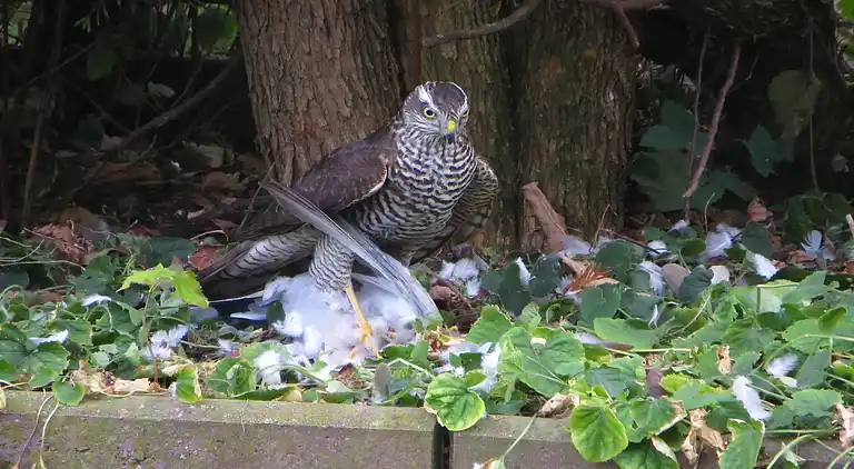 Ferielejlighed i Kühlungsborn