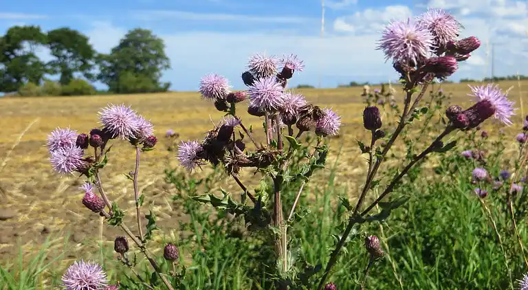 Ferielejlighed i Kühlungsborn
