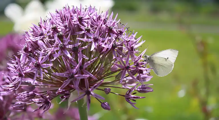 Ferielejlighed i Kühlungsborn