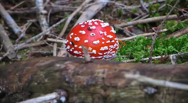 Ferielejlighed i Kühlungsborn