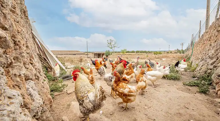 Cottage in El Palmer