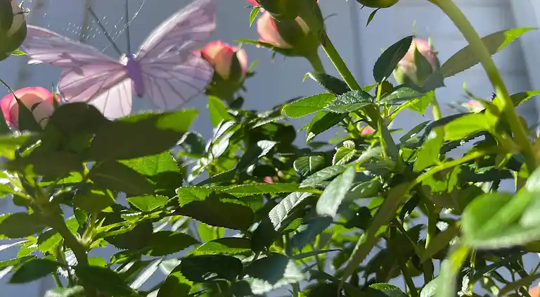 Semesterbostad i Stadskärnan-Heleneborg