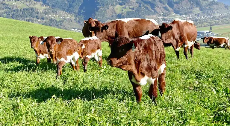 Manor house in Kaprun