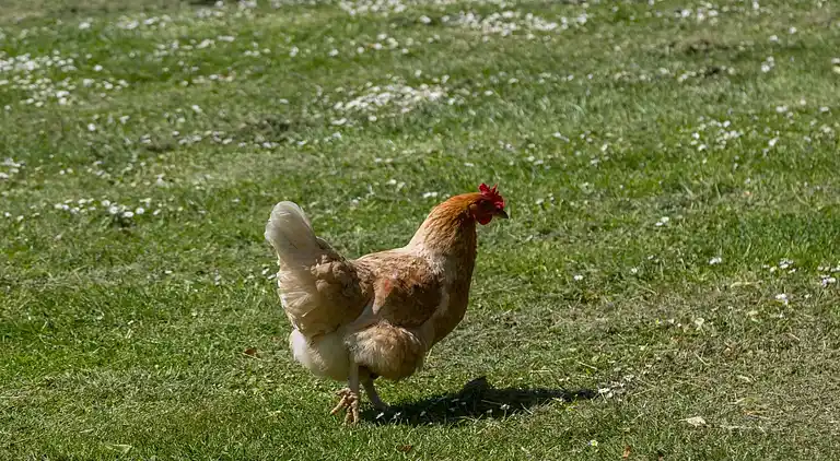 Herregård i Vrouwenpolder