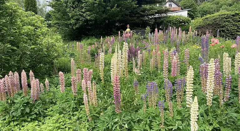 Ferielejlighed i Sellericherhöhe
