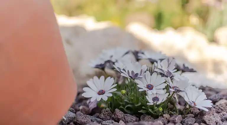 Gårdhus i Nigüelas