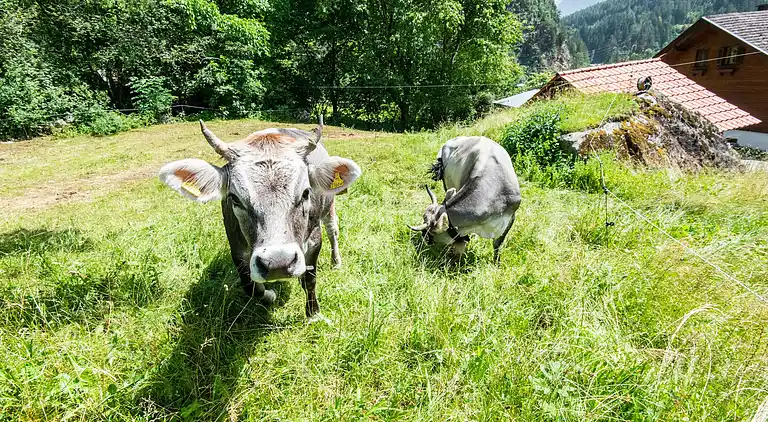 Sommerhus i Habichen