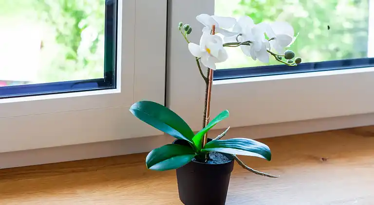 Sommerhus i Habichen