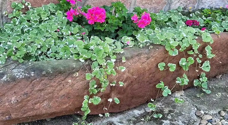 Feriebolig i Wissembourg