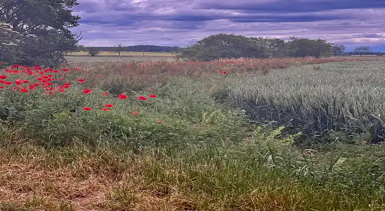 Holiday home in Ermsleben
