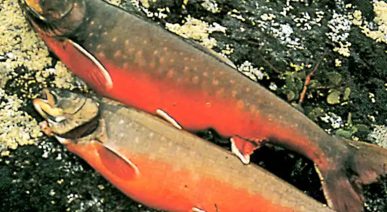 Holiday home in Holand