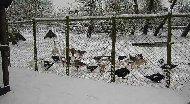 Gårdhus i Bergen op Zoom