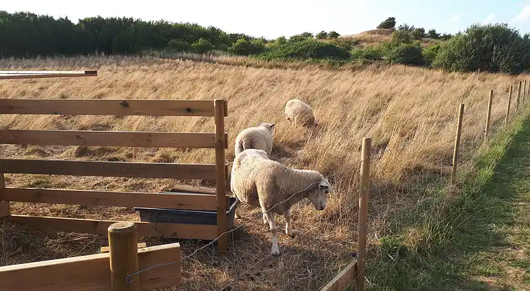 Hyggeligt sommerhus på Langeland – 300 m til hav