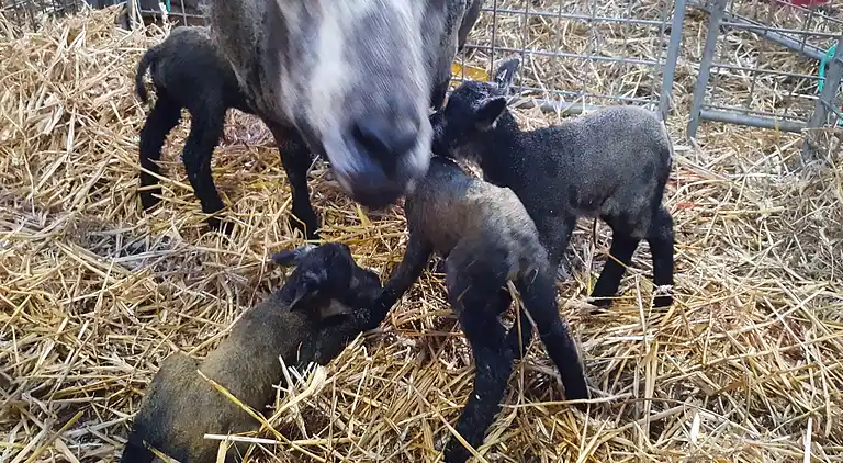 Semesterbostad i Easterlittens