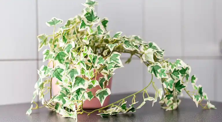 Vakantiehuis in Contes