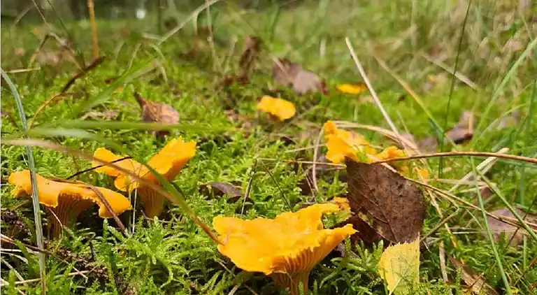 Sommerhus i Karlshamns