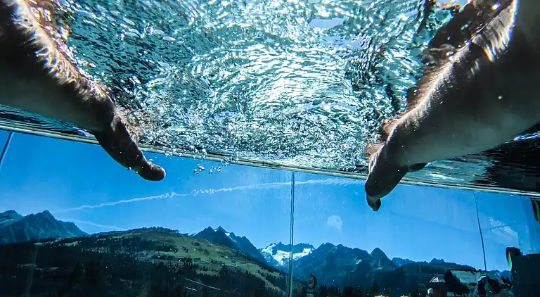 Sommerhus i Wald im Pinzgau