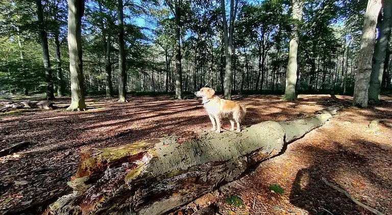 Vakantiehuis in Exloo