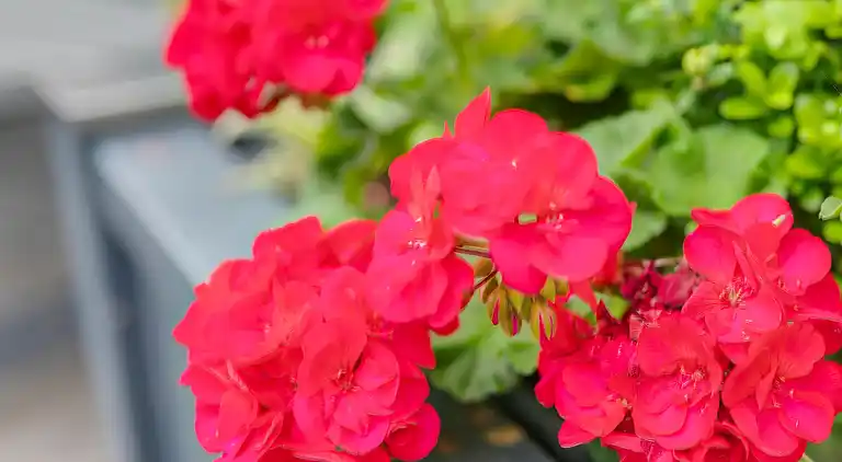 Ferienwohnung in Wissinghausen