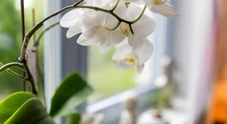 Ferienwohnung in Wissinghausen