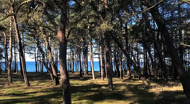Hyggeligt sommerhus tæt på skov og strand