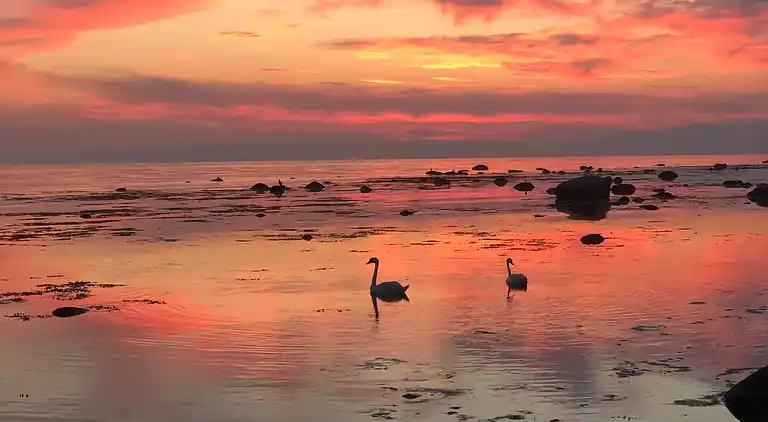 Hyggeligt sommerhus tæt på skov og strand