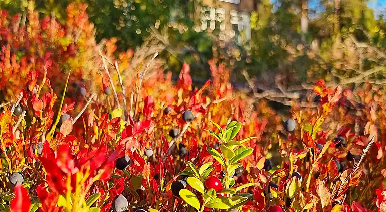 Casa vacanze in Malung NV