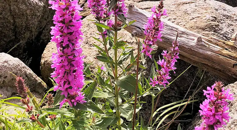 Casa vacanze in Lyngdal