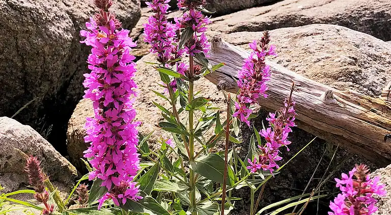 Holiday home in Lyngdal