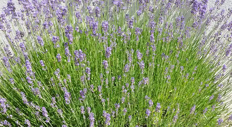 Holiday home in Montrichard