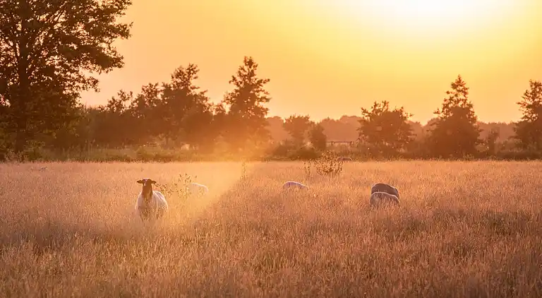 Vakantiehuis in Ruinerwold