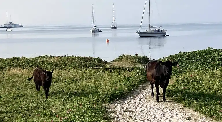 Ferienhaus mit Aussicht und 400 Meter zum Hafen von Rørvig