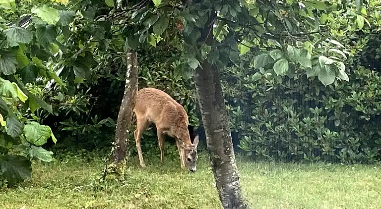 Ferienhaus mit Aussicht und 400 Meter zum Hafen von Rørvig