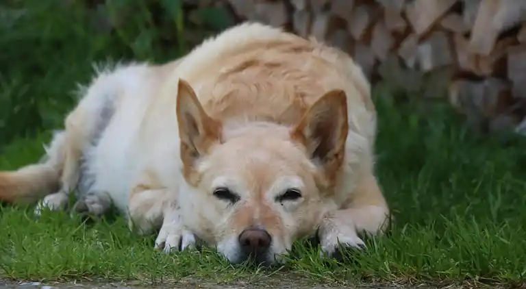 Ferielejlighed i Hollersbach im Pinzgau
