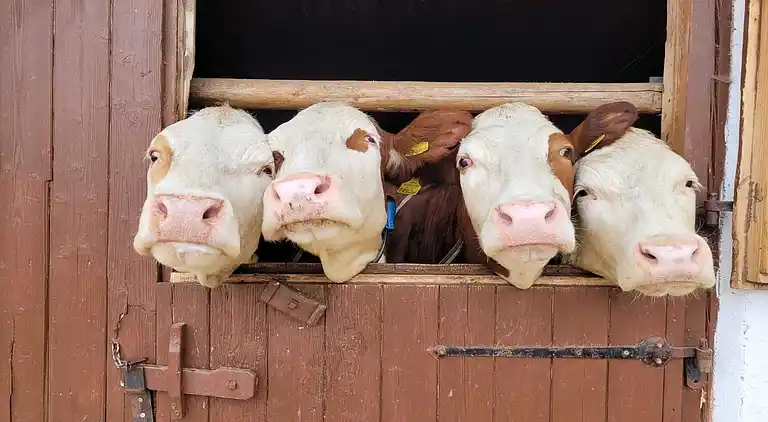 Ferielejlighed i Hollersbach im Pinzgau