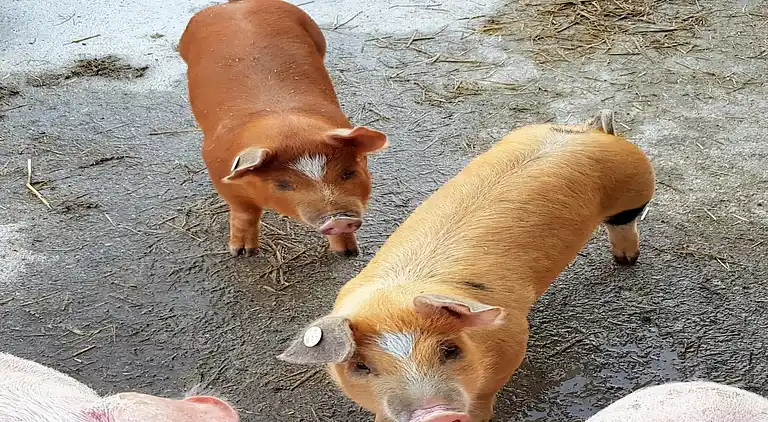 Ferielejlighed i Hollersbach im Pinzgau