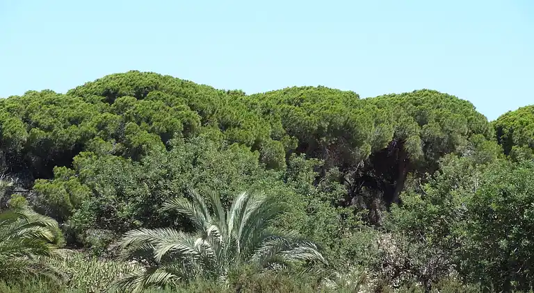 Villa in San Fulgencio