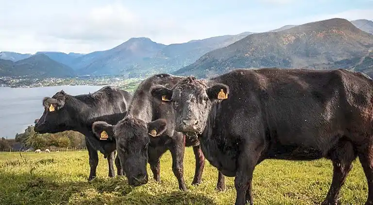 Sommerhus ved Sørstranda