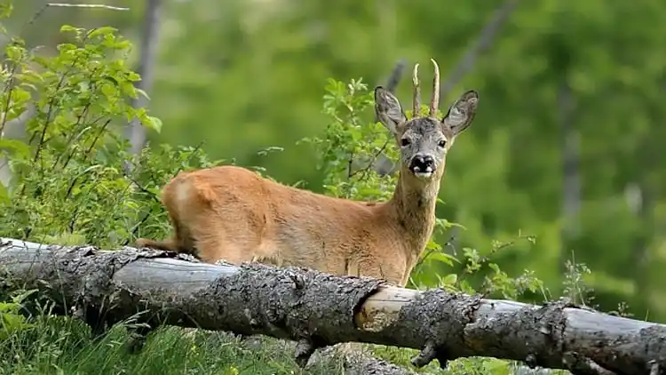 Vakantiehuis in Exloo