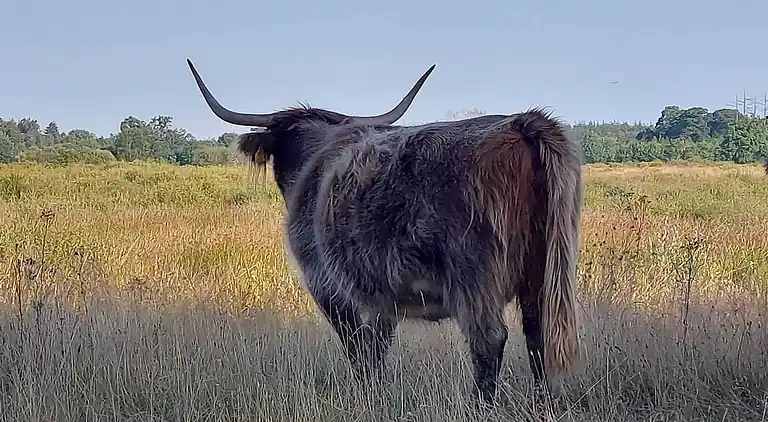 Vakantiehuis in Exloo