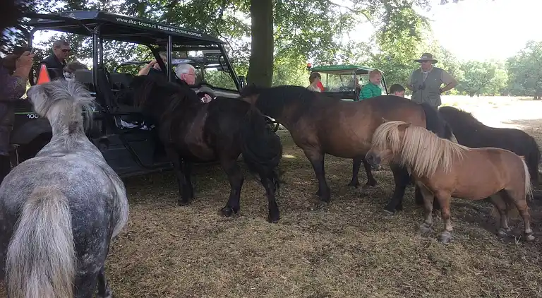 Vakantiehuis in Exloo