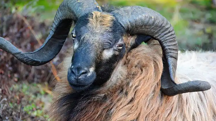 Vakantiehuis in Exloo