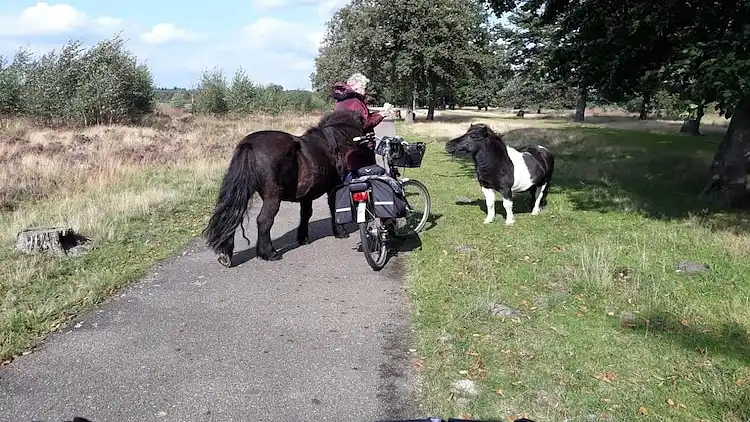 Vakantiehuis in Exloo