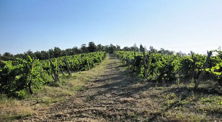 VILLA IN FARMHOUSE with pool