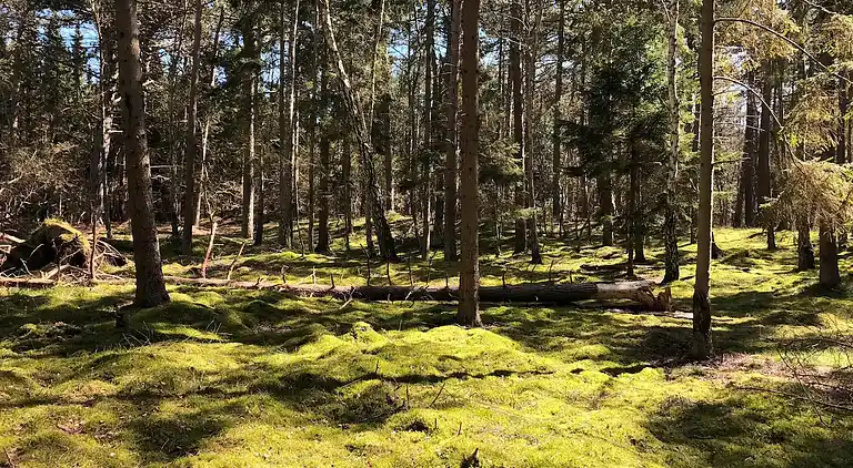 Gemütliches Ferienhaus an einem schönen Strand