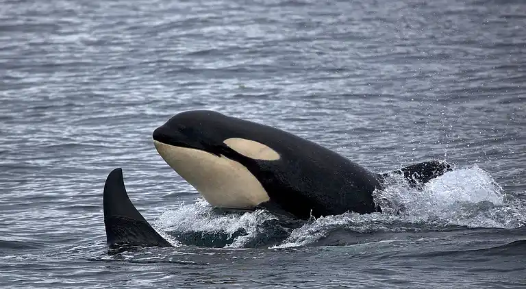 West Horizon, 2 minutes to beach in the beautiful Highlands