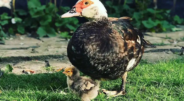 Ferienwohnung in ruhiger Umgebung
